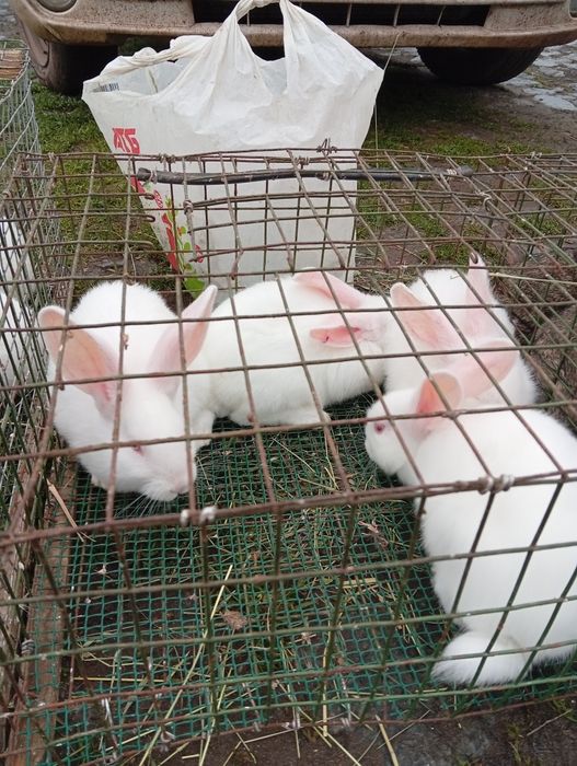 Кролики разных пород