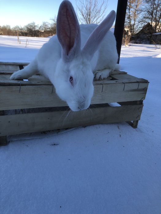 Кролі породи термонці