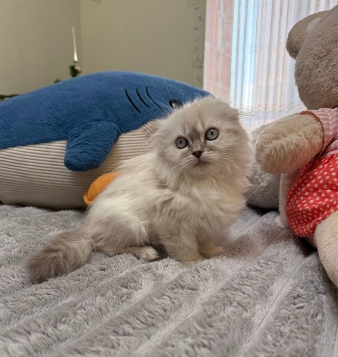 Шотландське висловухе кошеня