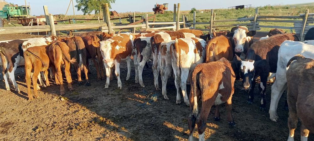 Продам дойное стадо, молодняк больше 80 голов.
