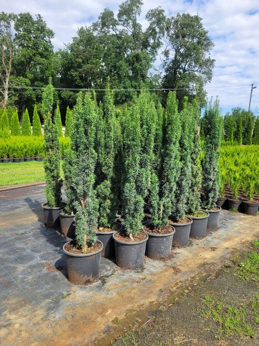 Tuja tuje żółte golden szmaragd 80-100cm