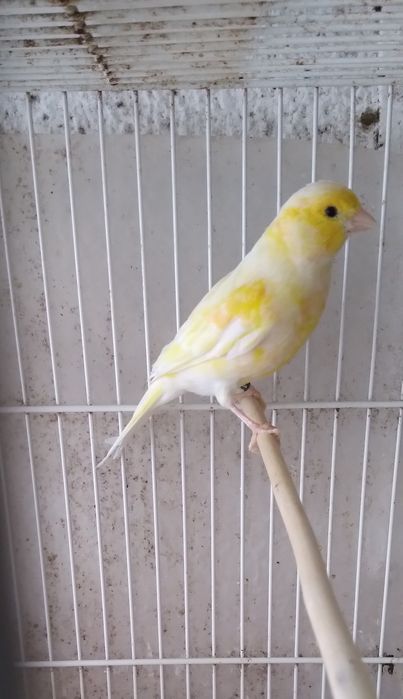 Canárias Timbradas