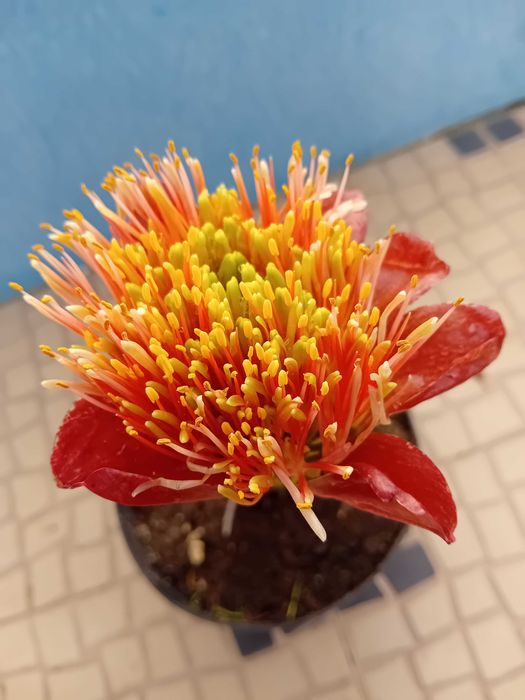 Lirio pincel Scadoxus Puniceus