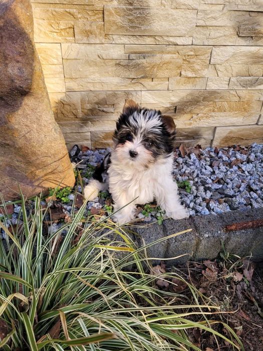 Yorkshireterrier biewer szczenię piesek.