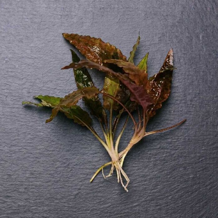 Pack 40x | 7 Espécies de plantas Aquário - Manutenção Fácil