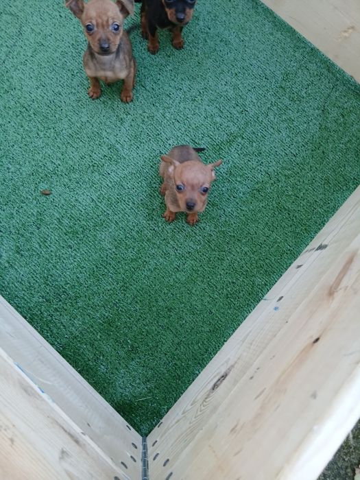 Pinscher  Pinscher