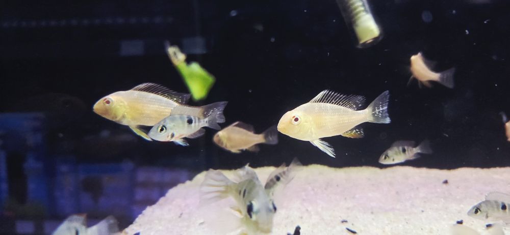 Ziemiojad aracyhlis heckli albino