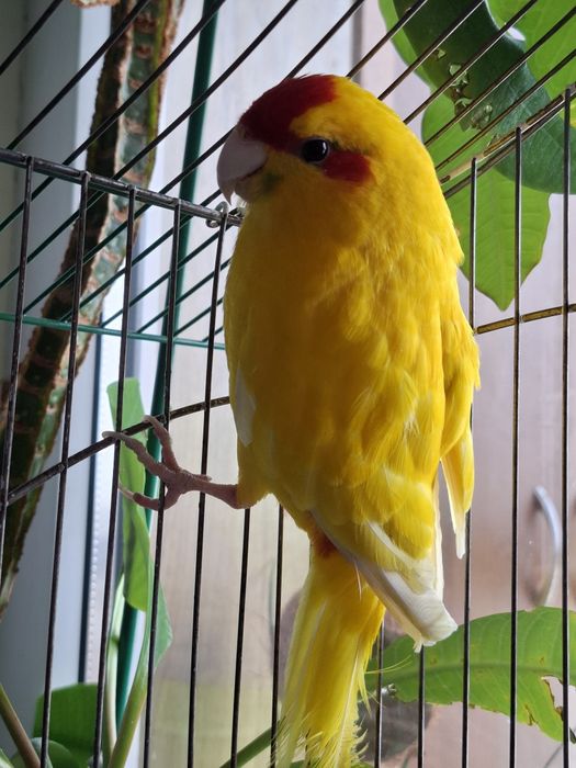 Клітка разом з мешканцем