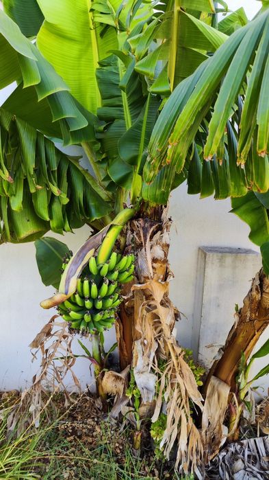 Bananeiras da Madeira