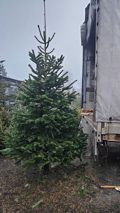 Jodła Świerk Sosna Choinki Dostawa wybór wys 20cm-5m doniczka cięta