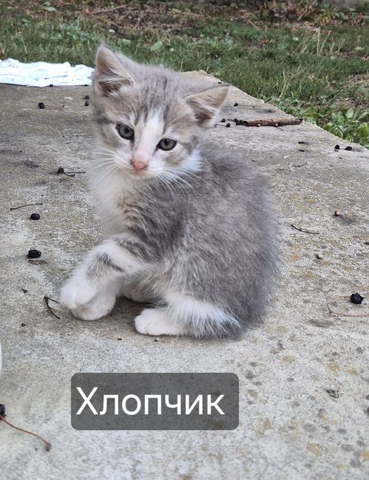 Відам в добрі руки