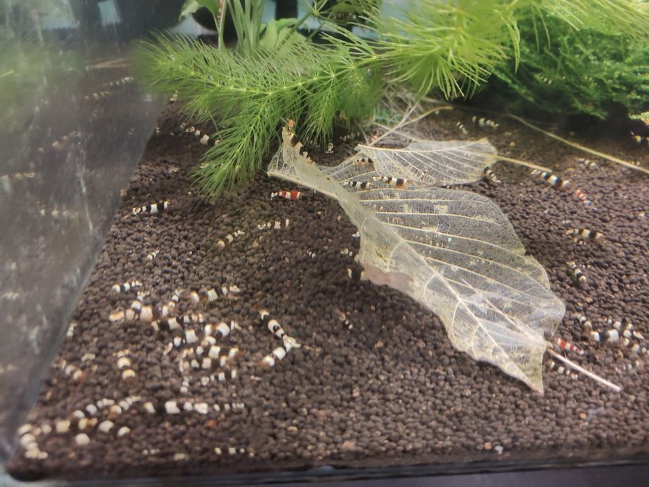 MISIEKZOO krewetki - crystal red , crystal blac tylko 7 zł