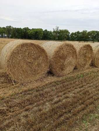Sprzedam słomę i siano 2025