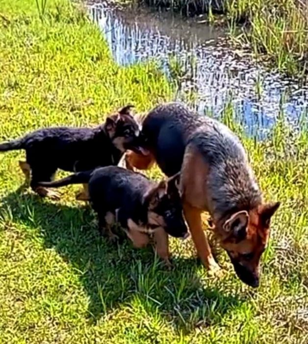 Щенки нем овчарки из питомника.