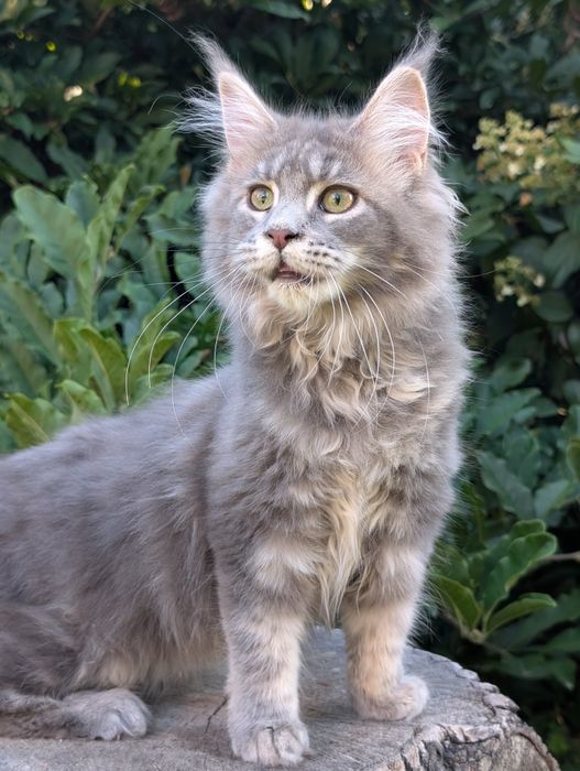 Niebieska klasycznie pręgowana kotka Maine Coon. Zapraszamy