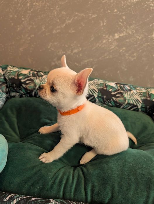 Chihuahua krótkowłosy biały ZKwP