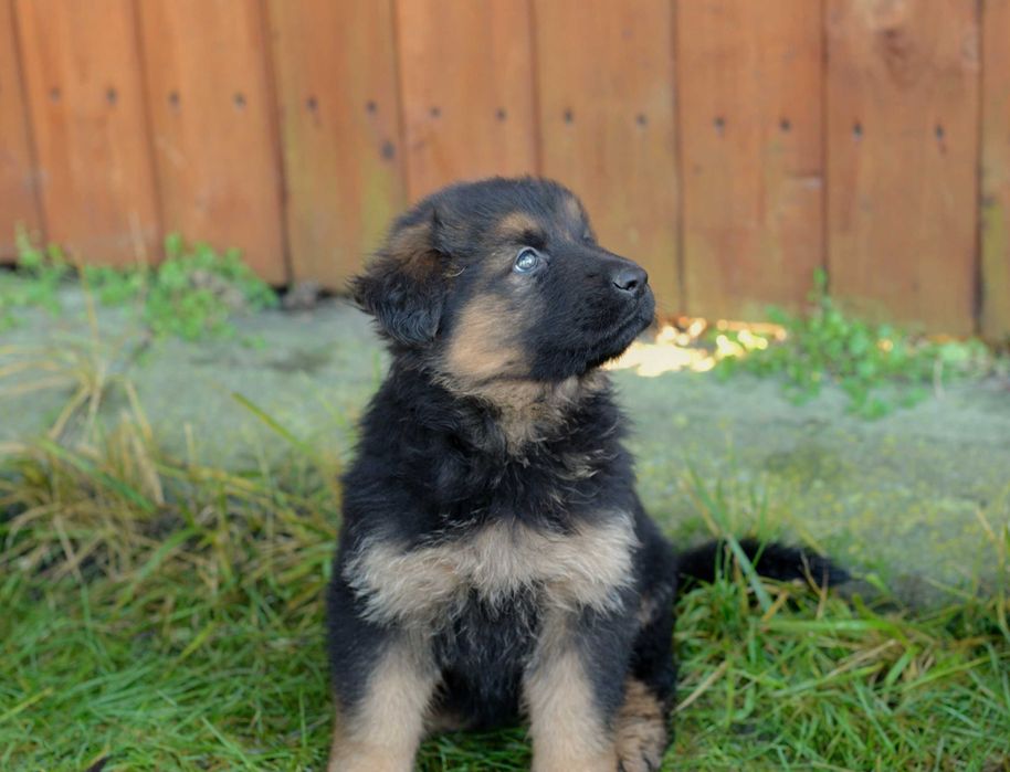 Owczarek niemiecki  długowłosy