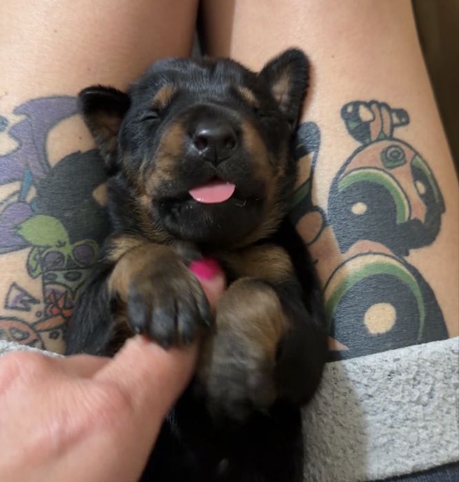 FCI DOBERMAN suczka zkwp