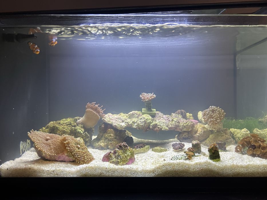 Aquário marinho TMC The First Wave 48L completo + areia + oferta