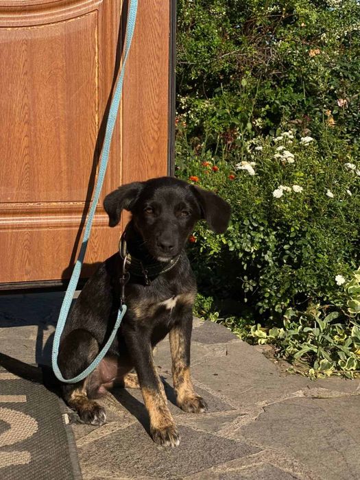 Вітдамо у добрі руки цуценят