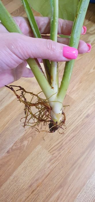 филодендрон Имбе Вайт Марбл