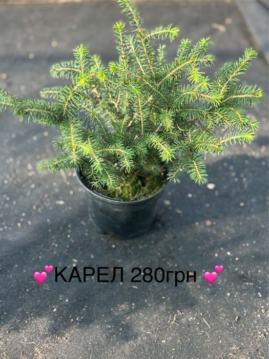 Живі ялинки та хвойні рослини у горщиках
