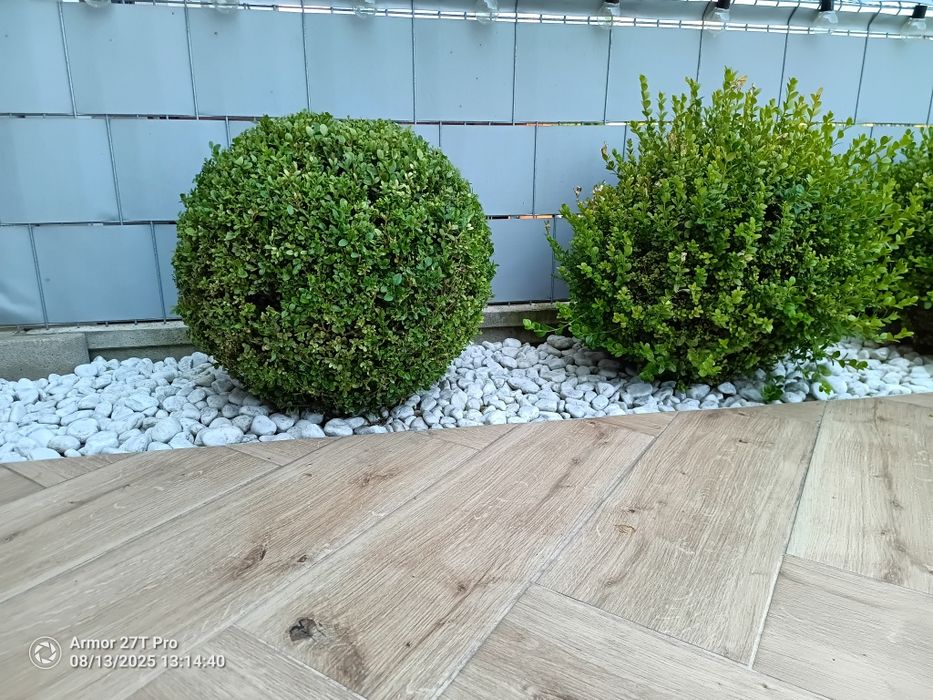 Bukszpan formowany w kulkę