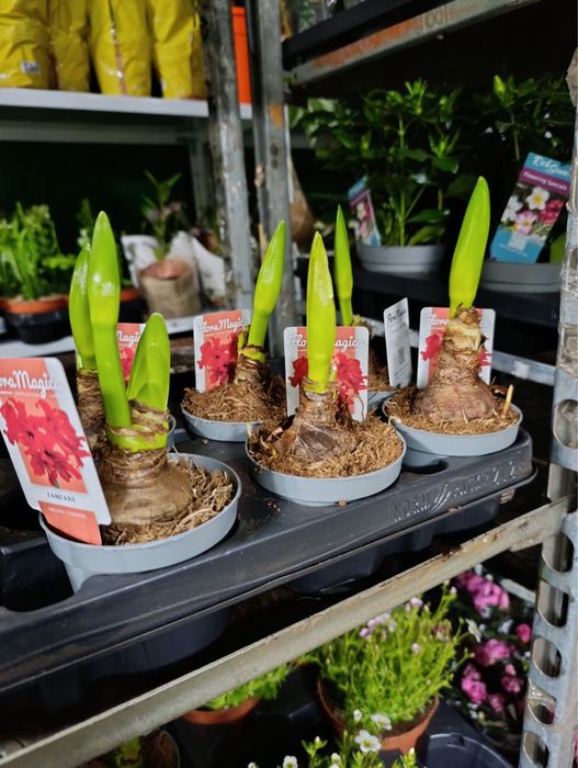 Антуріум.Гіпеаструм.