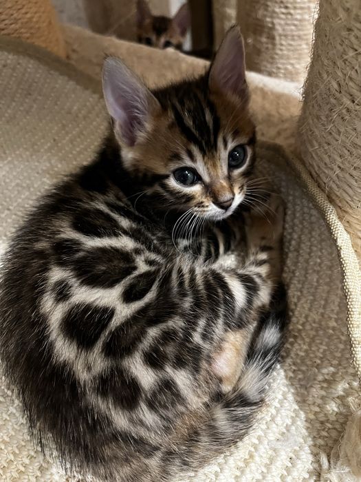 Бенгальскі кошенята, бенгальские котята. Официальный питомник