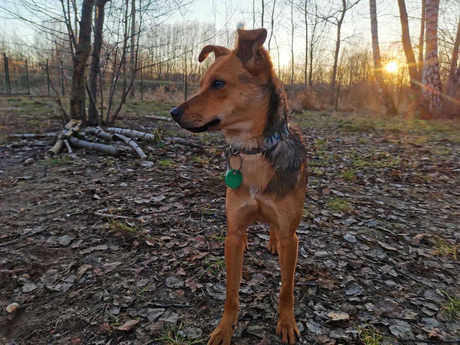 Wiza czeka na dom...