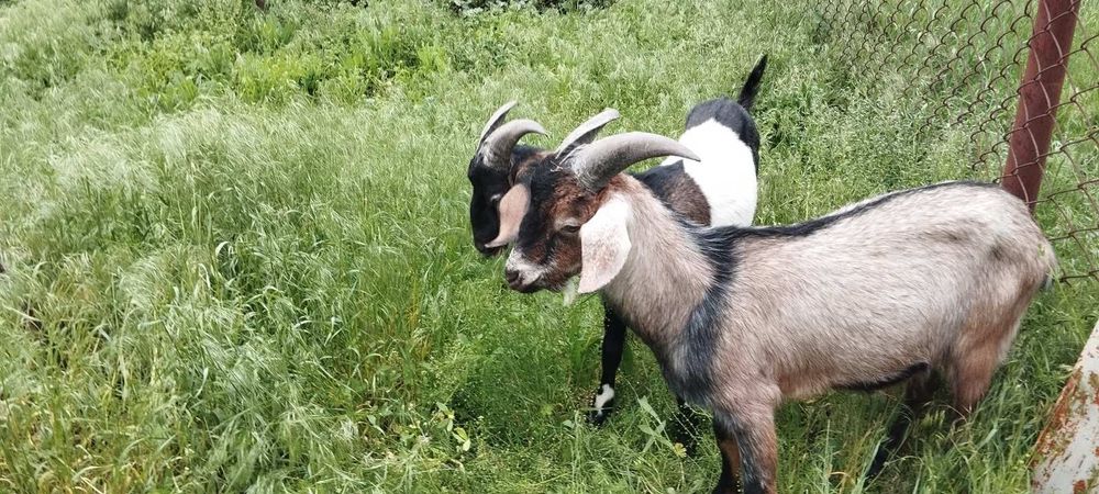 Англонубійські цапи козли