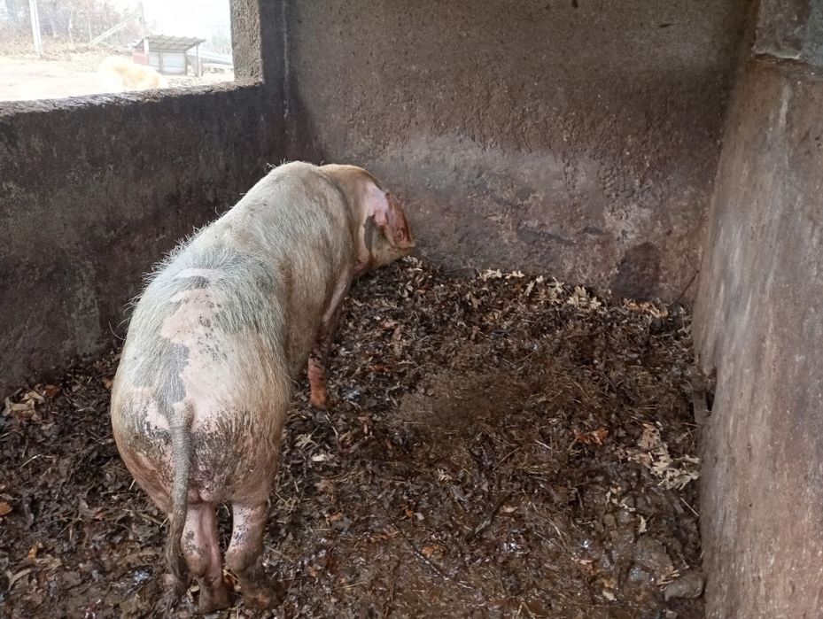 Porca criação caseira