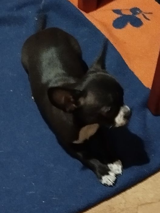 Piesek Chihuahua. Piękny, urodzony 30ego października.