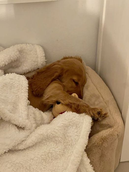 Цуценя англійського кокер-спанієля — ваш вірний компаньйон