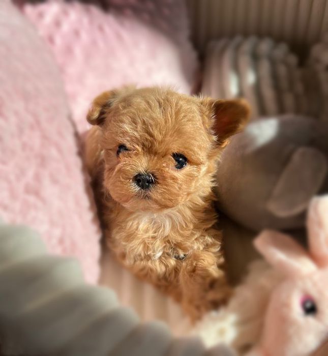 Дуже Лялькова дівчинка Мальтипу tea cup