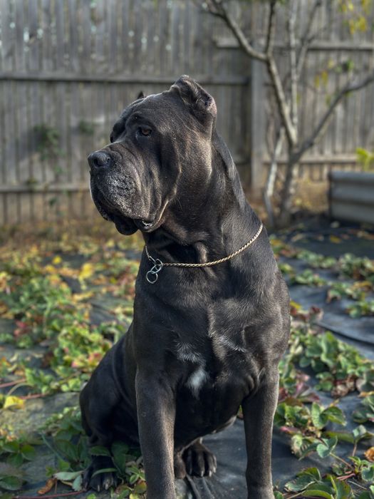 Вязка кане корсо ,кобель с документами