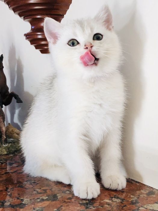 Серебристі кошенята хлопчики
Вік 2 міс. Вже самостійно їдять, ходя