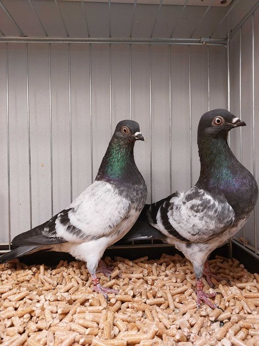 Deresze 2 samczyki 25r