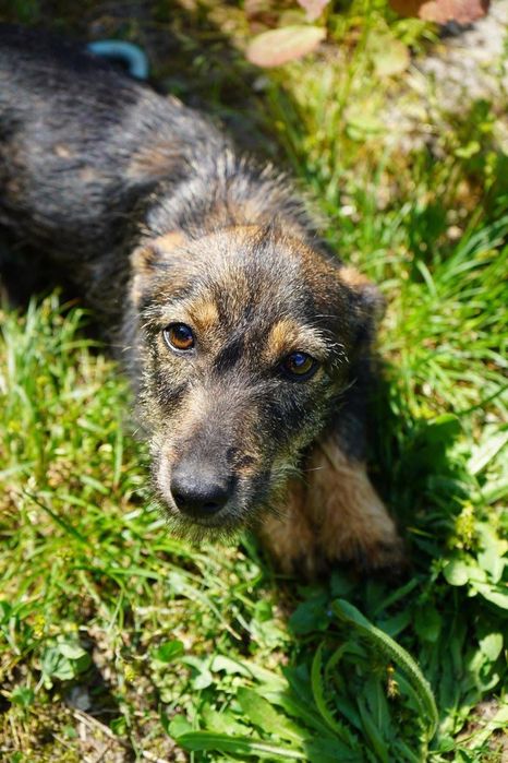 szczeniak pies do adopcji