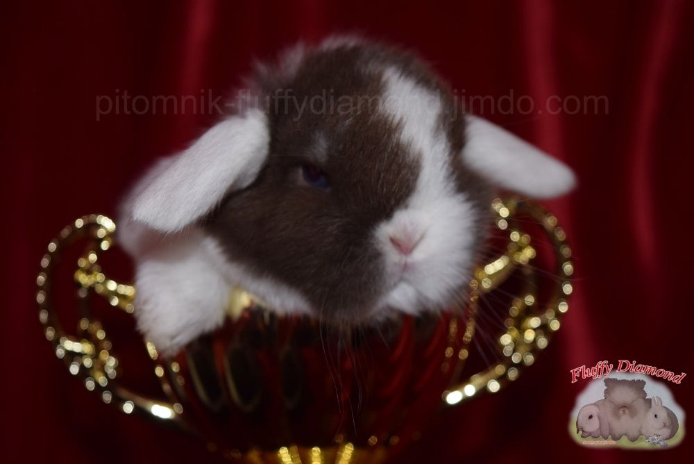 Біловухі кролики! Висловухі баранчики. "Fluffy Diamond". Кроленя