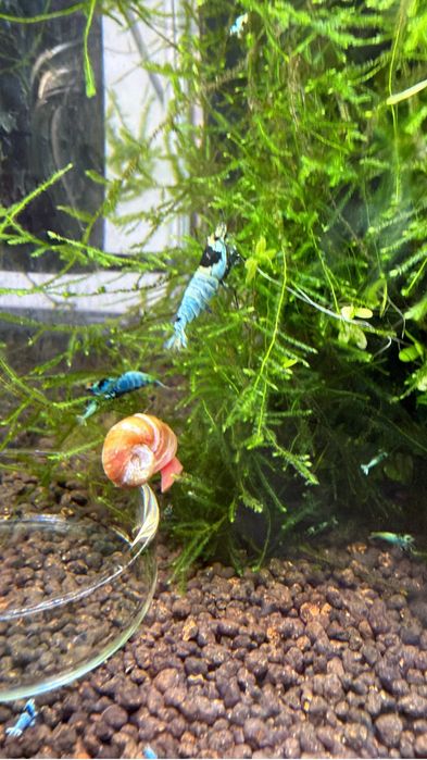 Caridina blue mosura
