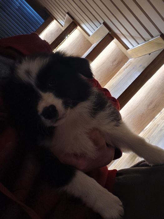 Border collie szczeniak