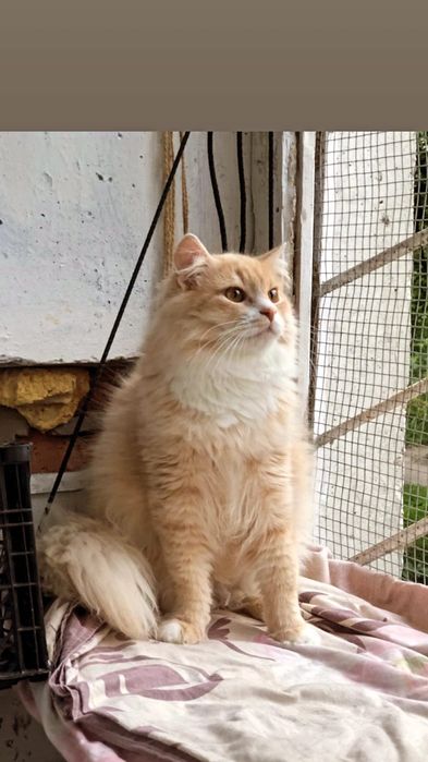 Отдам персикового пушистого кота, 1 год,,кастрирован,  привит