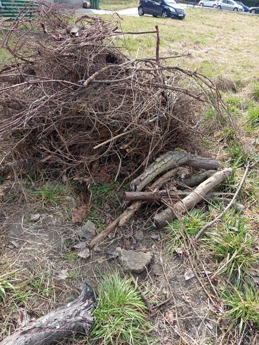 Oddam za darmo drzewo