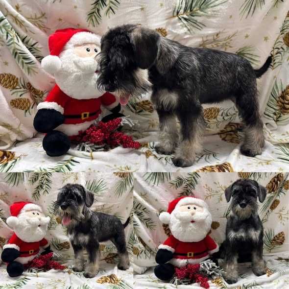 Suczka sznaucer miniaturowy