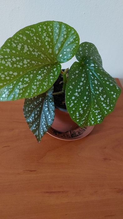 Betonia o ozdobnych liściach