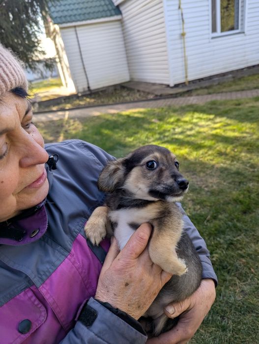 Щенятко Рей шукає родину