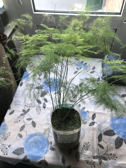 Продам ,,Аспарагус,,