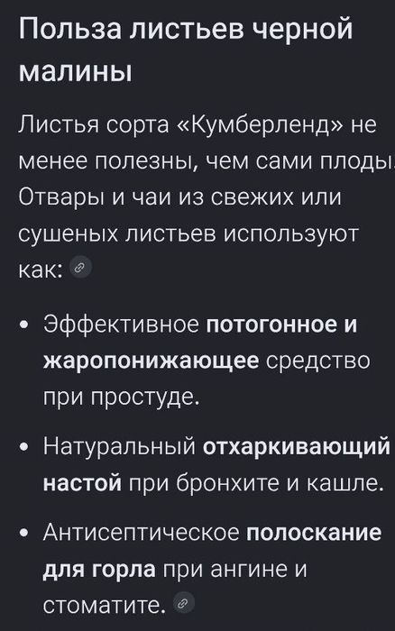 Черная малина Камберлен саженцы. кладезь антиоксидантов