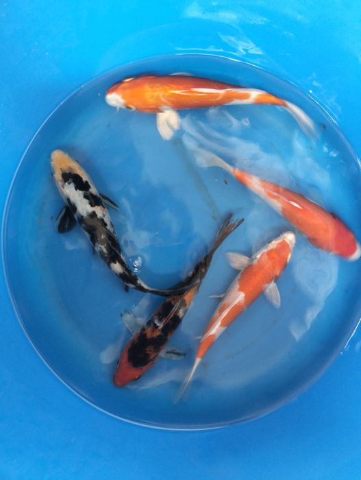 Carpa koi seleção 16 a 18cm